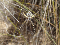 Argiope australis