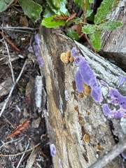 Punctularia atropurpurascens