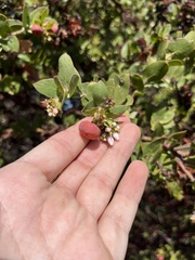 Arctostaphylos pechoensis