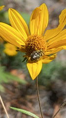 Acmaeodera decipiens