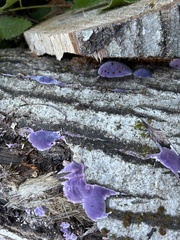 Punctularia atropurpurascens