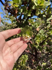 Arctostaphylos pechoensis