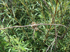 Argiope australis