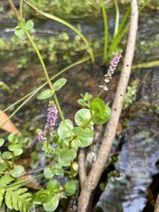 Rotala rotundifolia