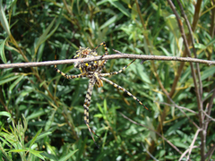 Argiope australis
