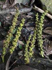 Sapium stylare