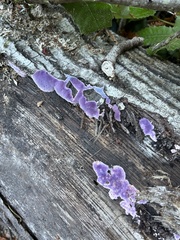 Punctularia atropurpurascens