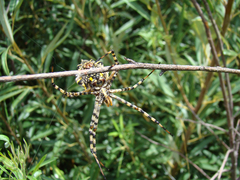 Argiope australis