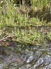 Rotala rotundifolia