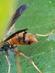 Strepsiptera