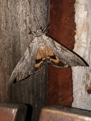 Catocala subnata