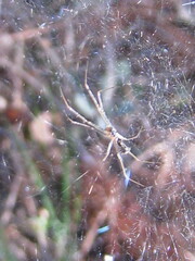Neriene radiata