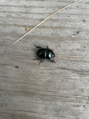 Geotrupes balyi