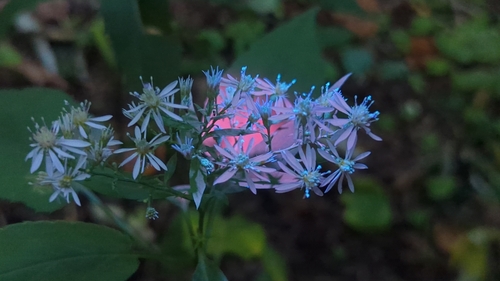 common blue wood aster (Symphyotrichum cordifolium)