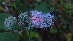 Blue wood aster