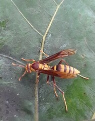 Polistes major major