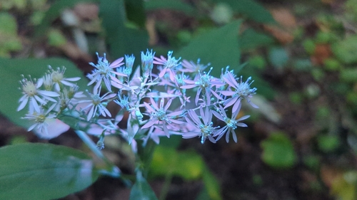 Symphyotrichum cordifolium