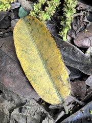 Sapium stylare
