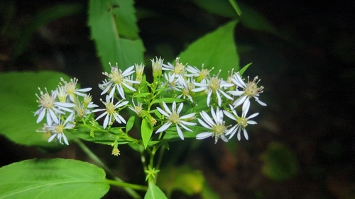 Symphyotrichum cordifolium
