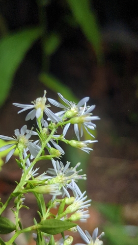 Symphyotrichum cordifolium