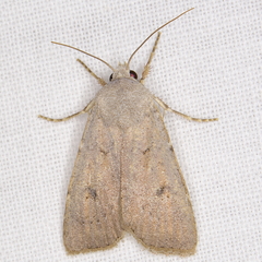 Agrotis vetusta