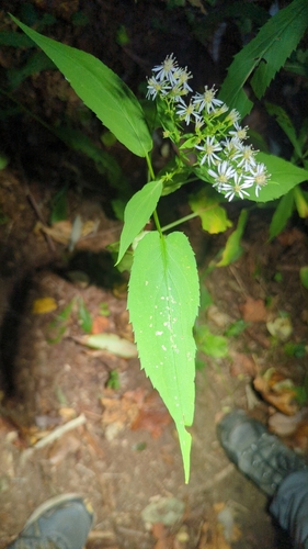 Symphyotrichum cordifolium