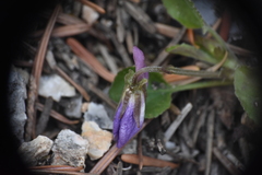 Viola adunca