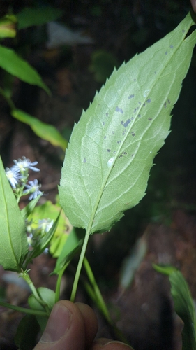 Symphyotrichum cordifolium