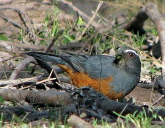 Pseudosaltator rufiventris