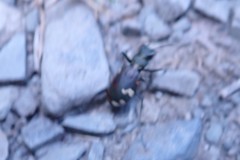 Cicindela sylvicola