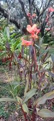 Canna indica
