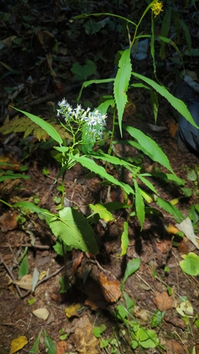 Symphyotrichum cordifolium