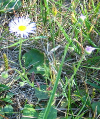 Erigeron caespitosus