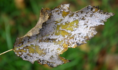 Podosphaera clandestina