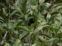 Tangara chilensis