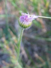 Erigeron caespitosus