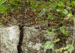 Sceloporus poinsettii