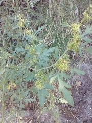 Ambrosia acanthicarpa