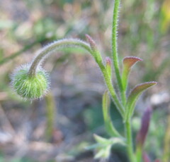 Erigeron caespitosus