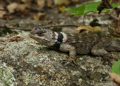 Sceloporus poinsettii