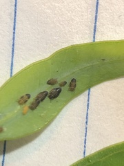 Ctenarytaina eucalypti