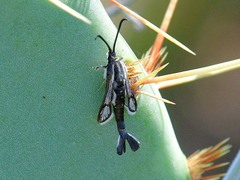 Carmenta albociliata