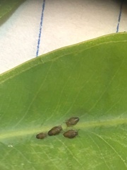 Ctenarytaina eucalypti