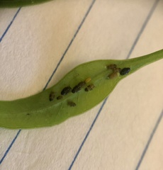 Ctenarytaina eucalypti