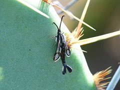 Carmenta albociliata