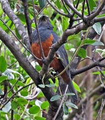 Pseudosaltator rufiventris