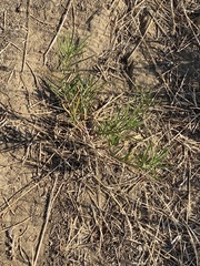 Asclepias fascicularis