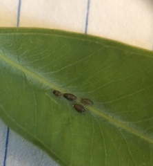 Ctenarytaina eucalypti