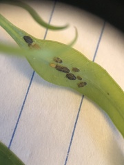 Ctenarytaina eucalypti
