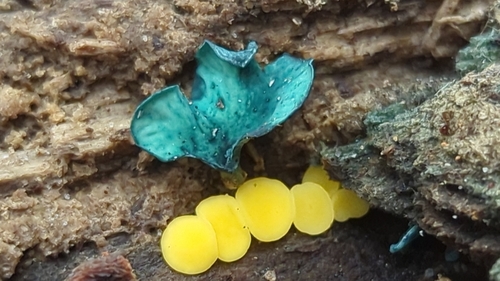 Yellow Fairy Cups (Calycina citrina)